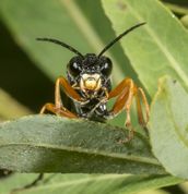 Bladhveps tenthredo atra